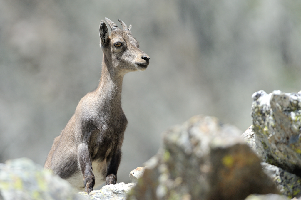 Jeune Bouquetin des Alpes (Capra ibex)