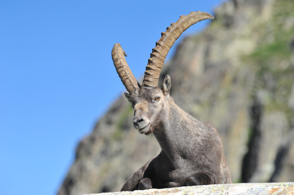 Le seigneur des cimes – Mâle Bouquetin des Alpes (Capra ibex)
