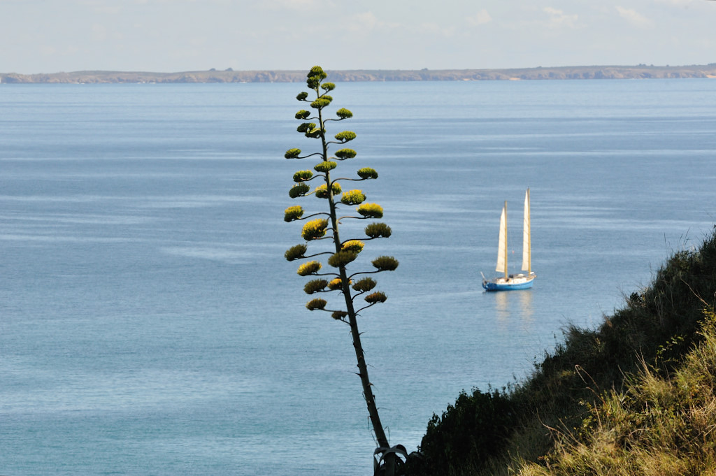 L'Agave à fleurs géantes - Belle-Île-en-Mer