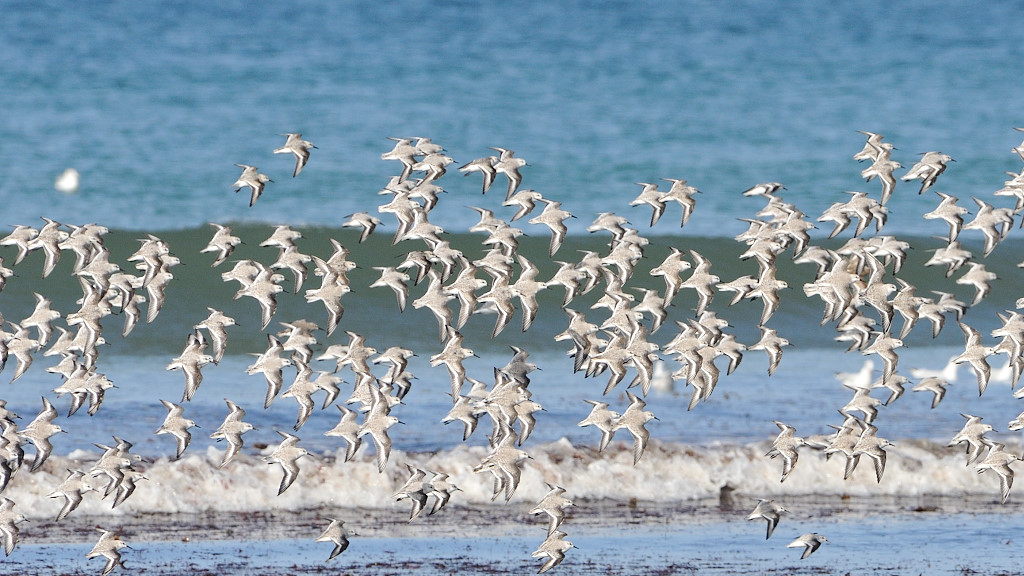 Ballet de Bécasseaux sanderlings